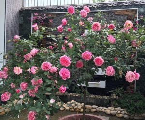 Các loại Hoa hồng đẹp nhất thế giới